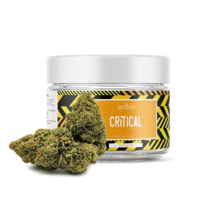 Critical CBD - CBD Shop Online di Cannabis e Erba Legale - CBD Therapy