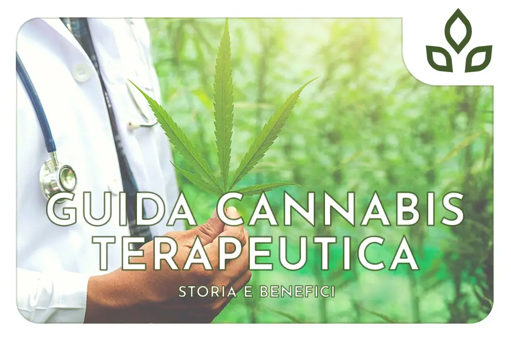 Cannabis terapeutica