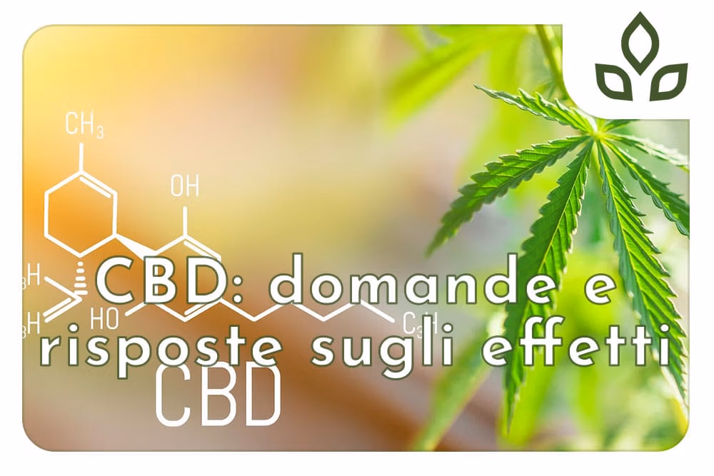 cbd