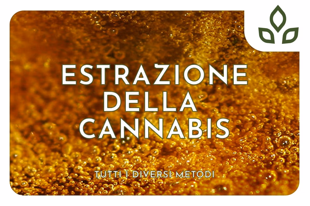 Estrazione della Cannabis