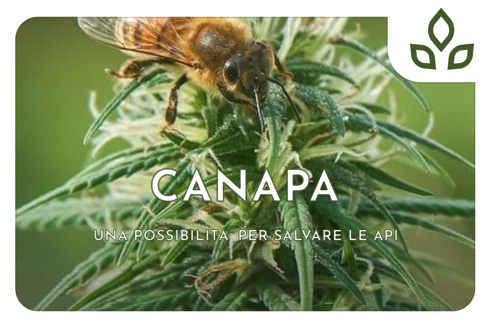 CANAPA BEES