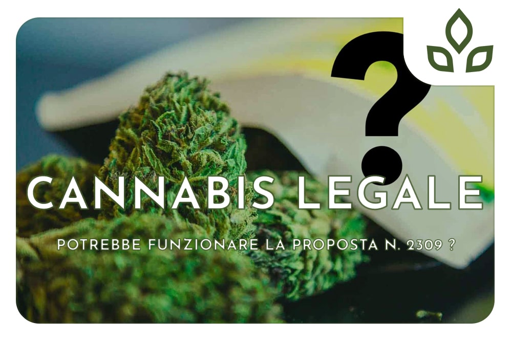 cannabis legale