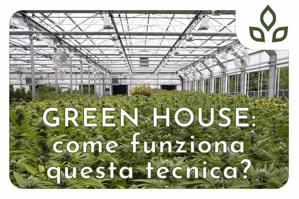 greenhouse