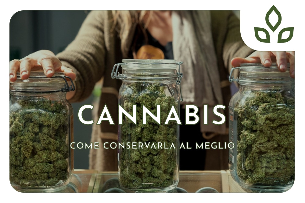 conservare cannabis