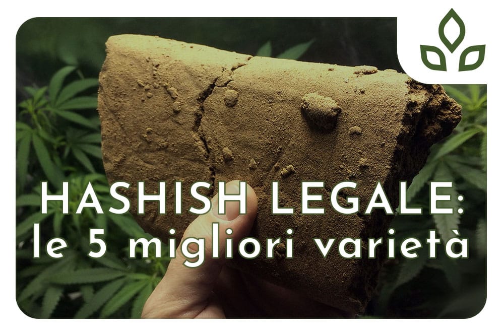hashish legale