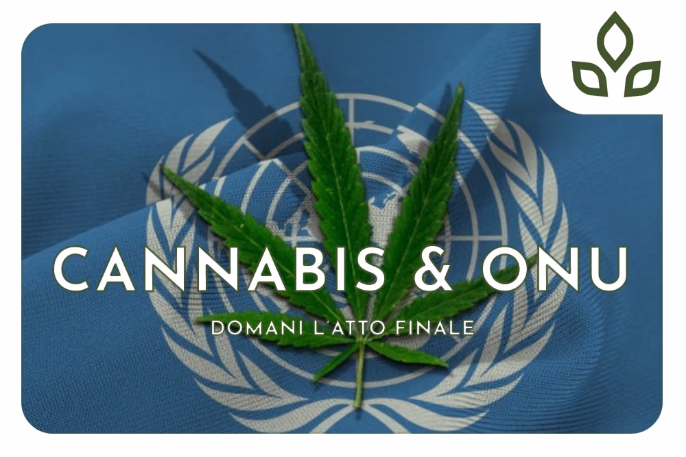 CANNABIS ONU