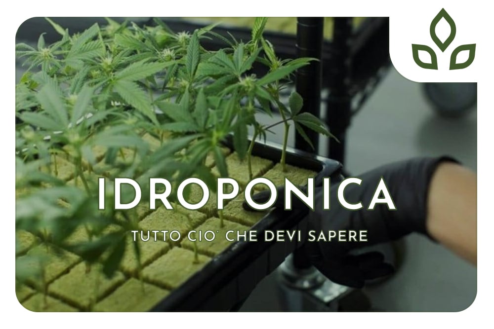 Marijuana Idroponica