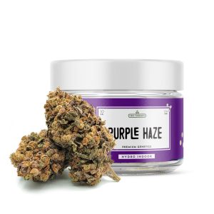 Purple Haze - CBD Shop Online di Cannabis e Erba Legale - CBD Therapy