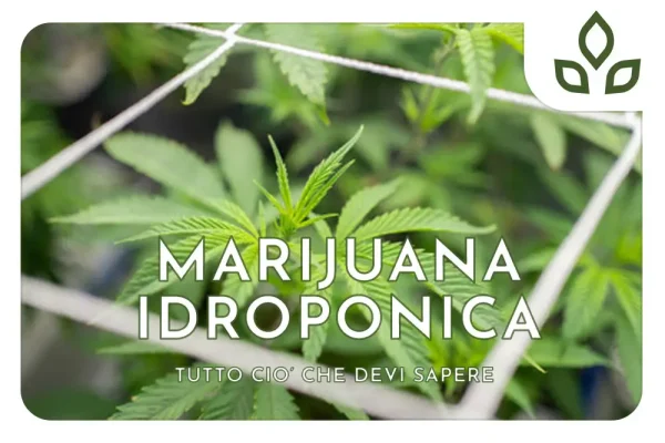 marijuana idroponica