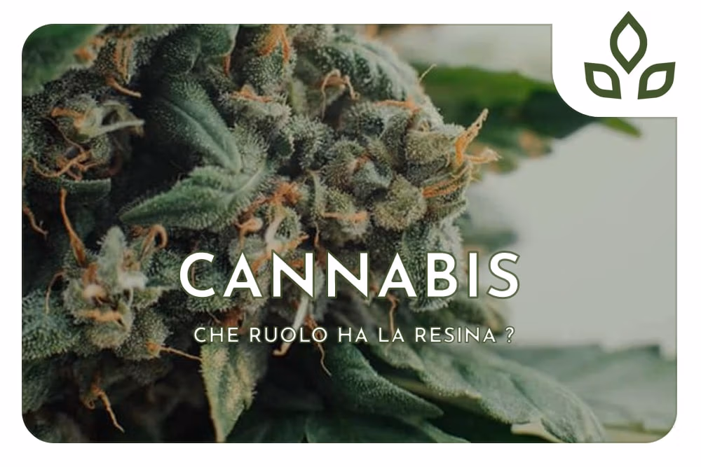 Resina cannabis