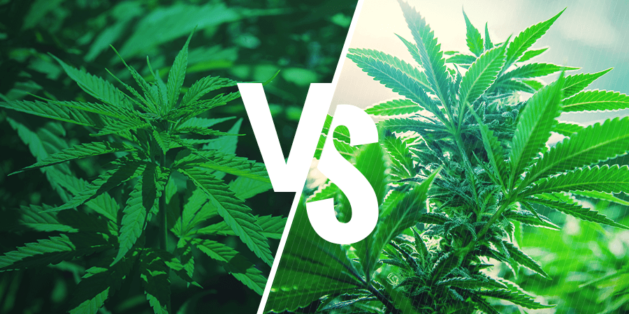 Sativa VS Indica HEADER CMS