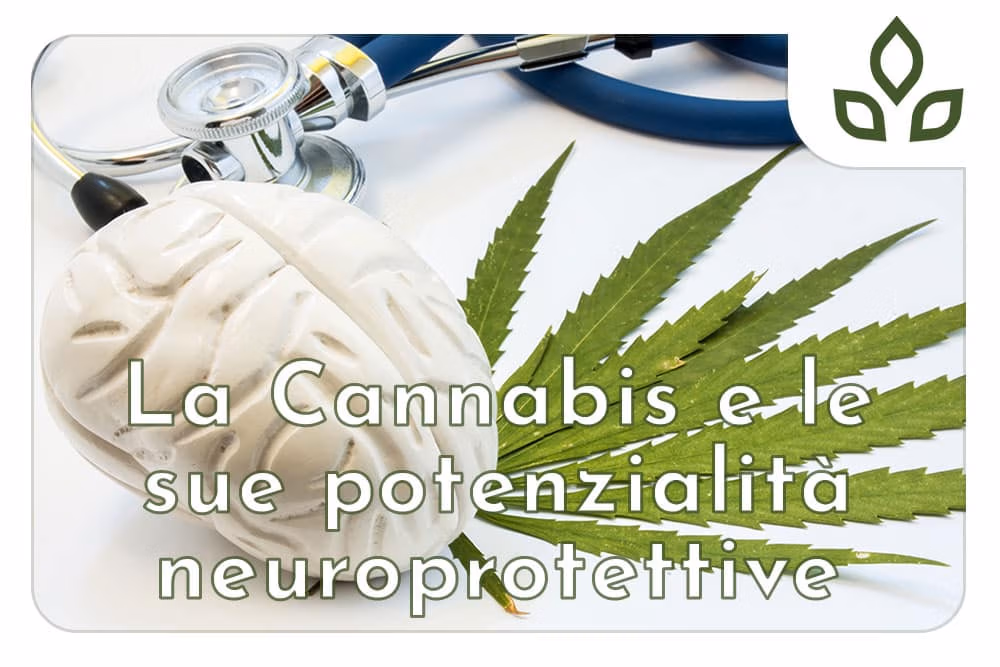 cannabis potenzialità neuroprotettive
