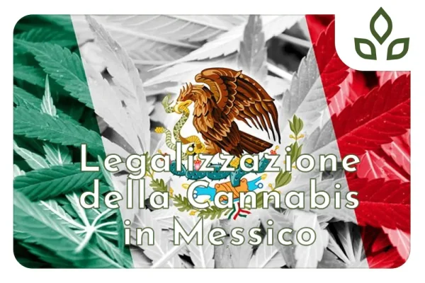 cannabis in messico