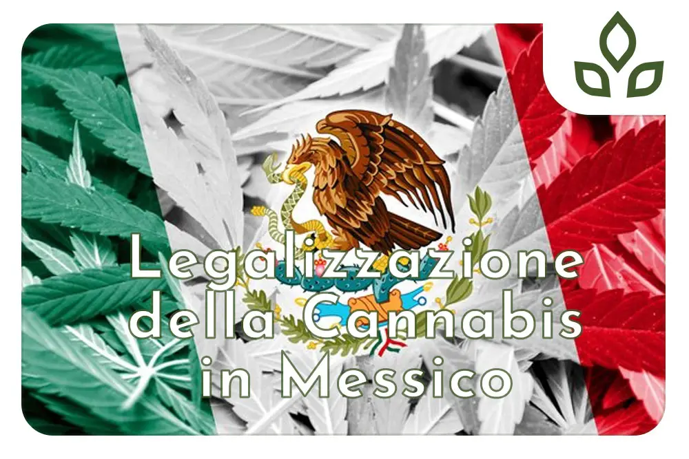 cannabis in messico