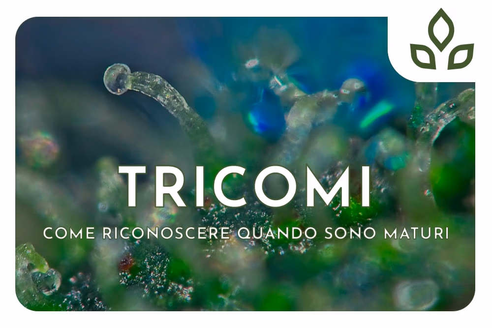Tricomi
