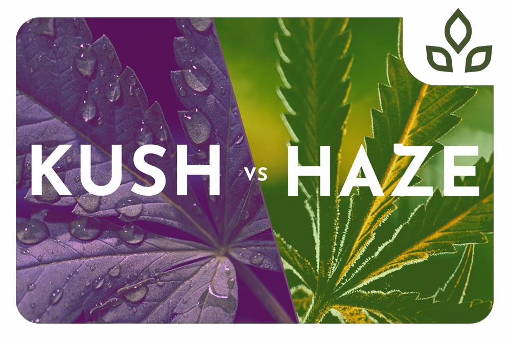 kush
