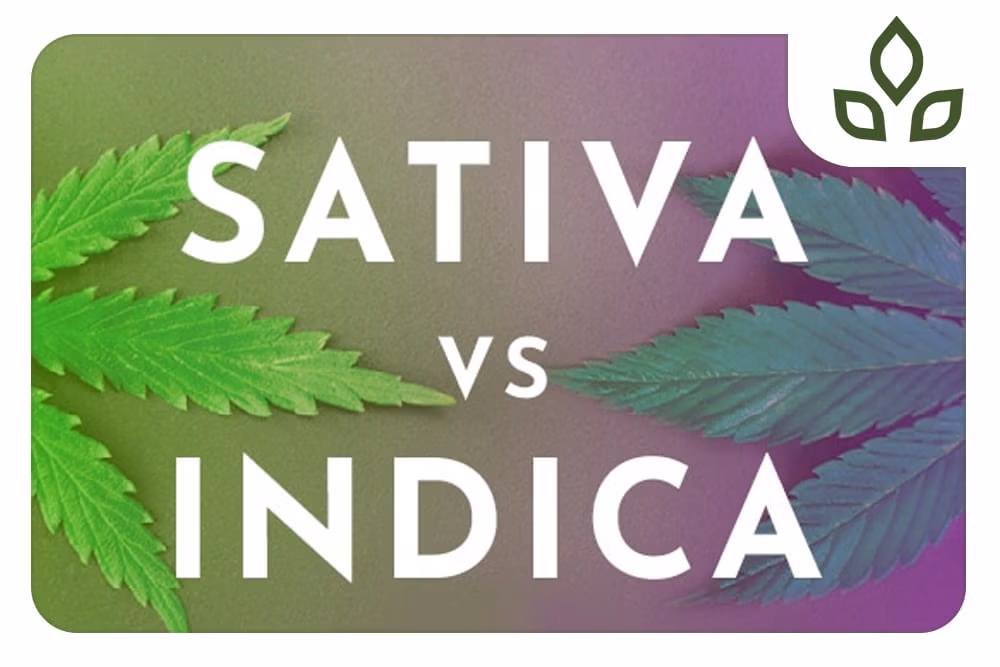 sativa e indica