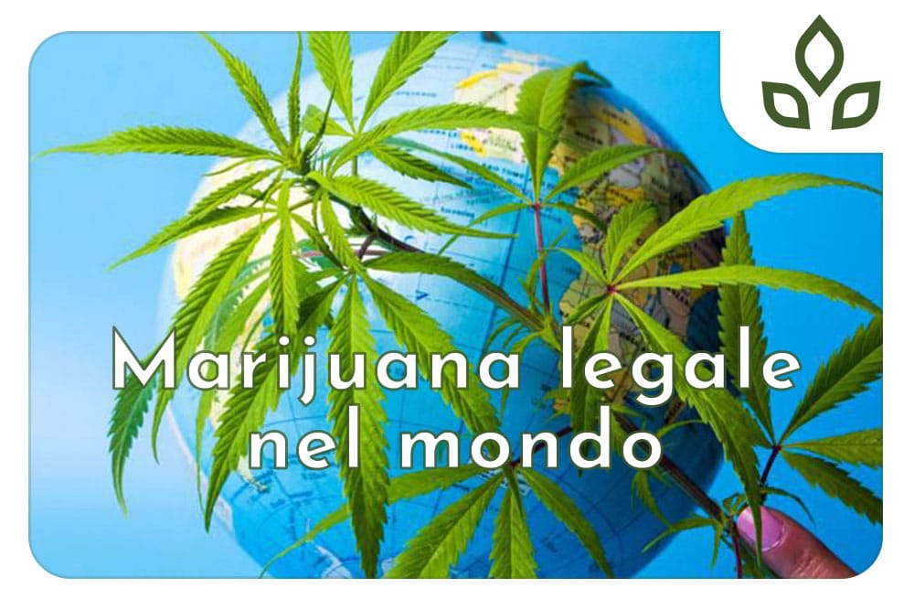 marijuana legale