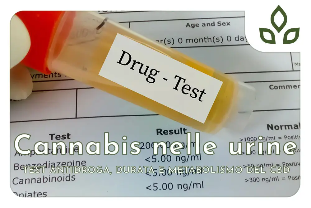 cannabis nelle urine