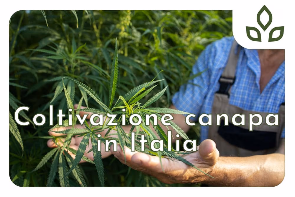 coltivazione canapa