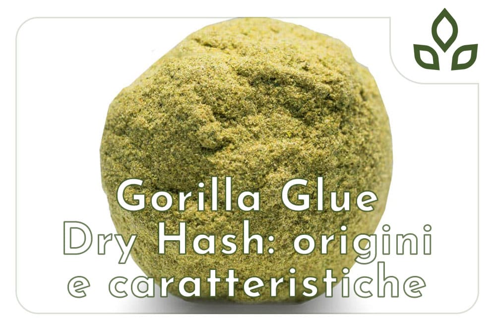 gorilla glue dry hash
