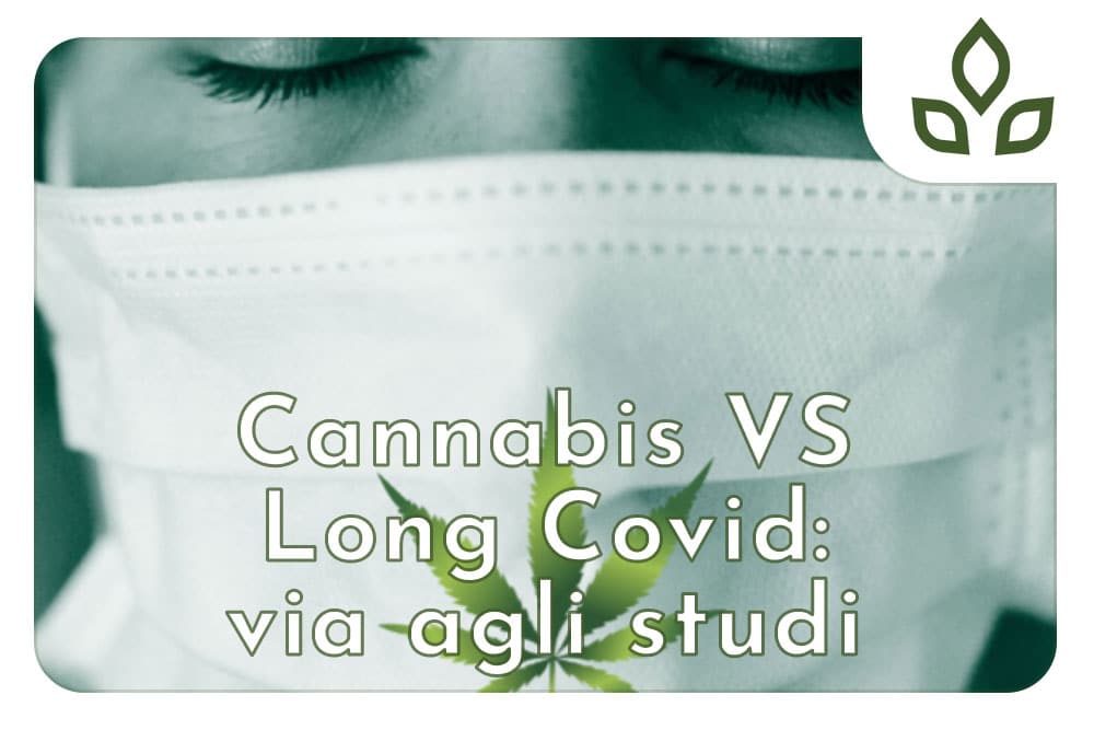 cannabis vs long covid