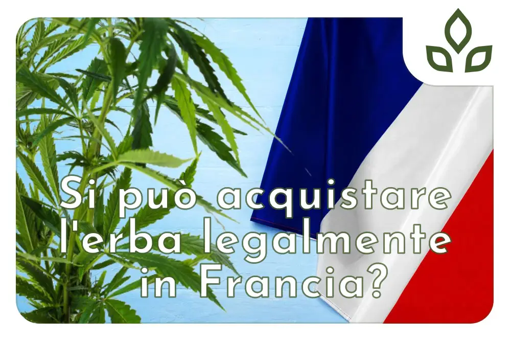 in Francia è legale l'erba