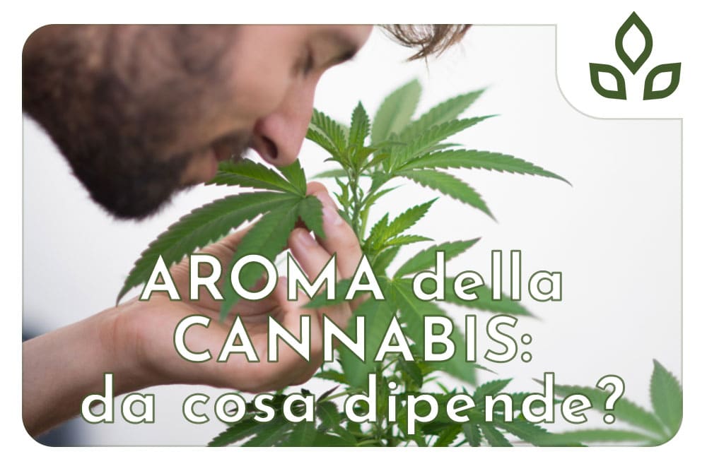 aroma della cannabis