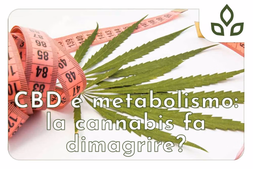 cbd effetti dimagranti