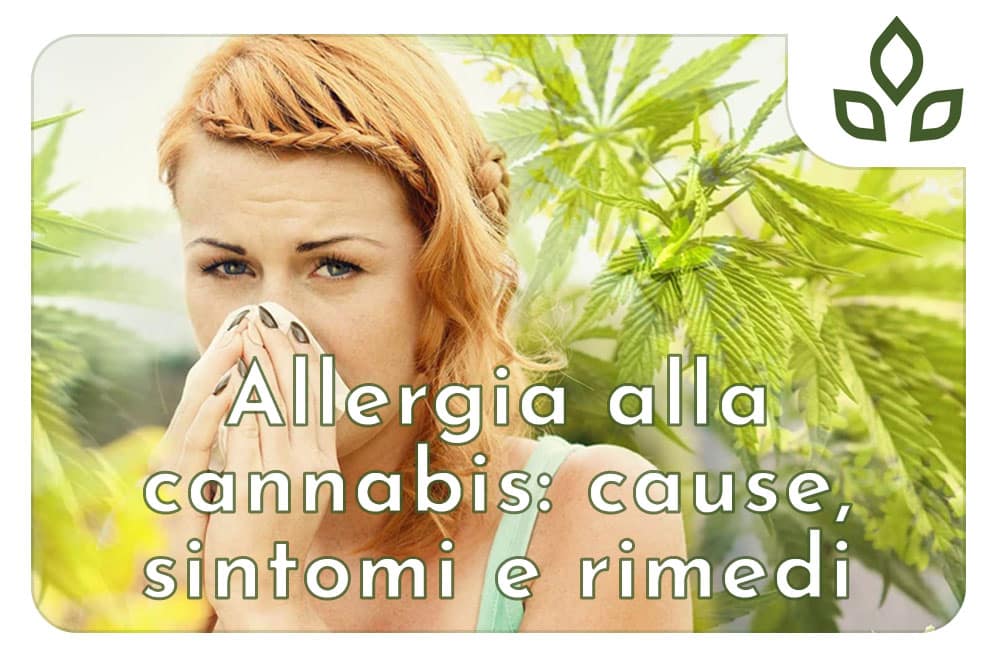 allergia alla cannabis