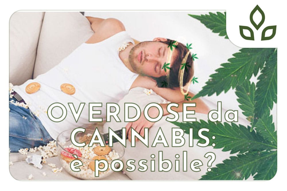 overdose da cannabis