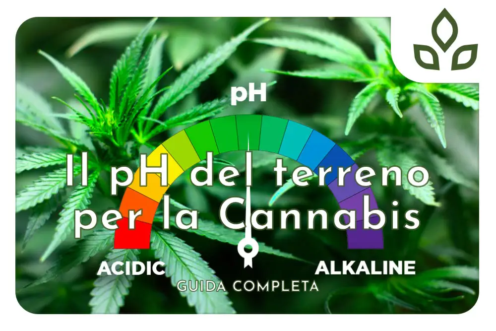 ph terreno cannabis