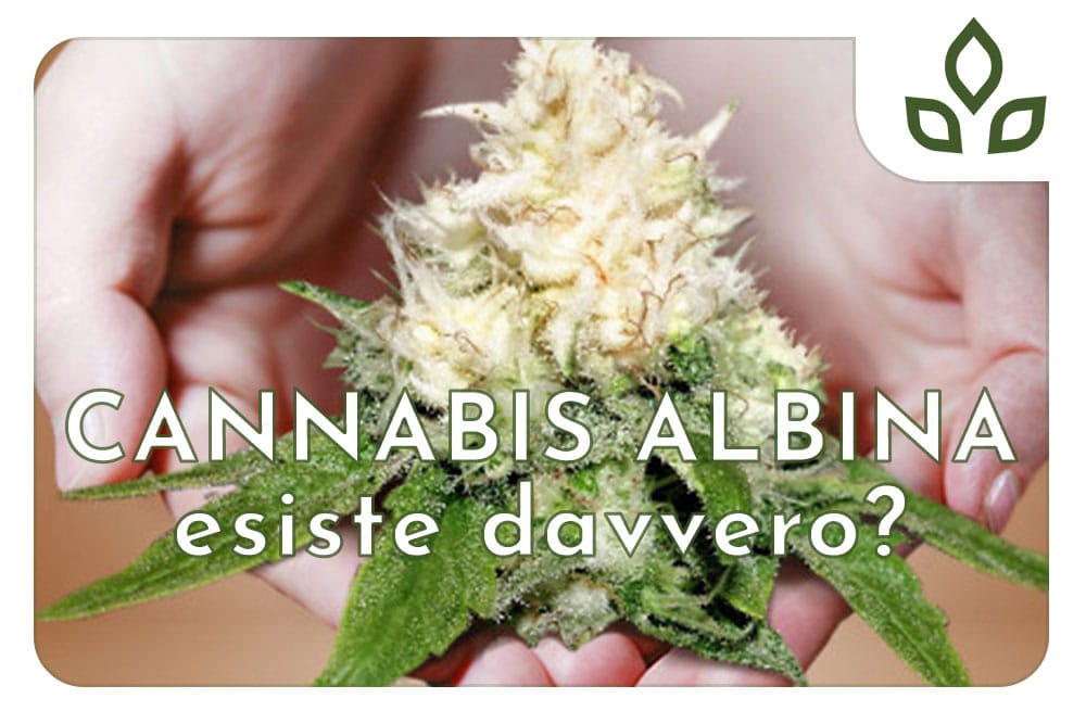 cannabis albina