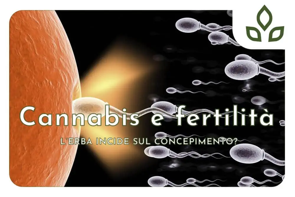 cannabis e fertilità