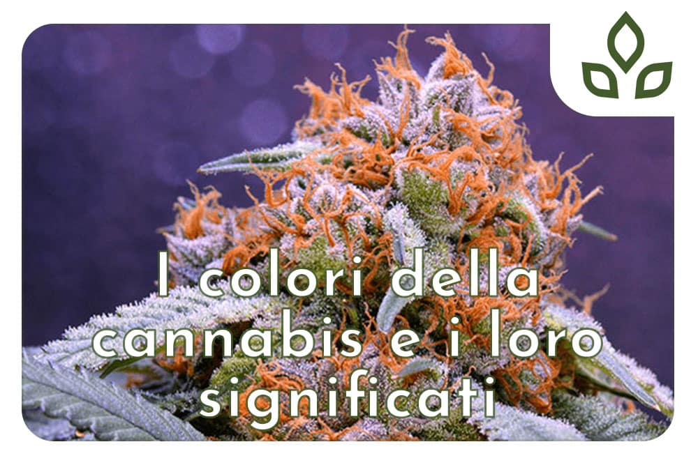 colori della cannabis