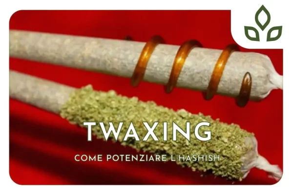 come potenziare l'hashish