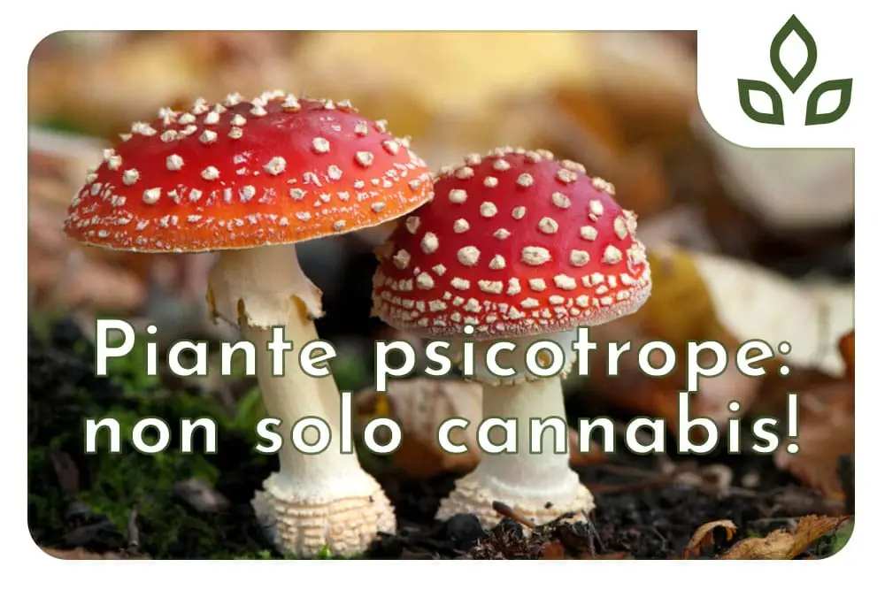 piante psicotrope