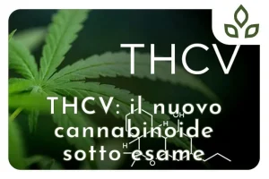 thcv