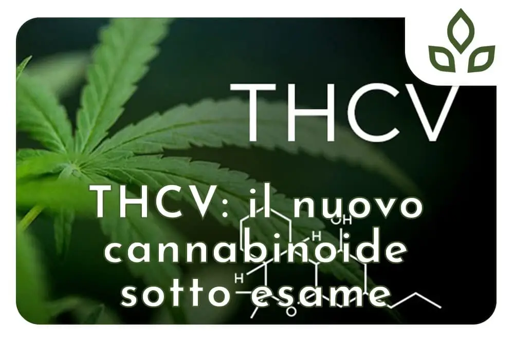 thcv