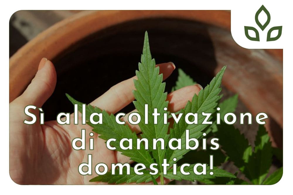 coltivazione di cannabis