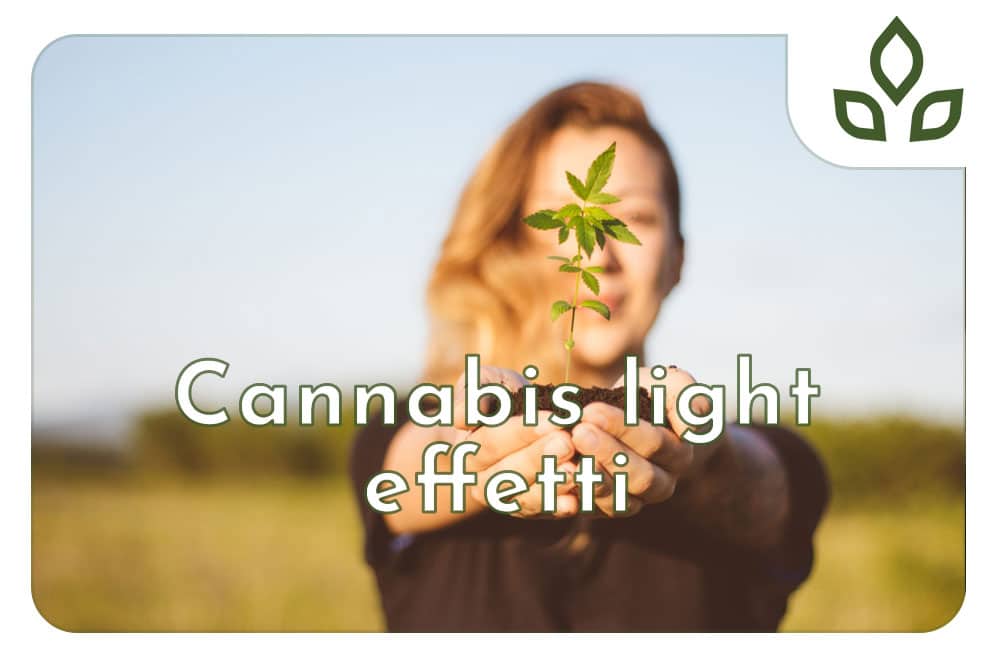 cannabis light effetti