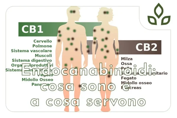 endocannabinoidi
