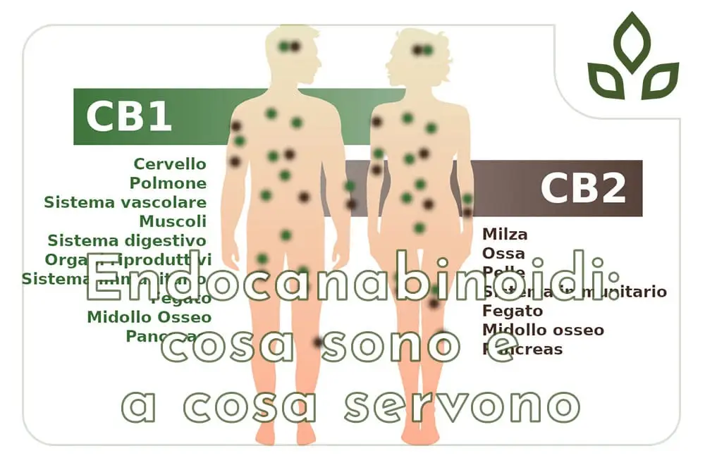 endocannabinoidi