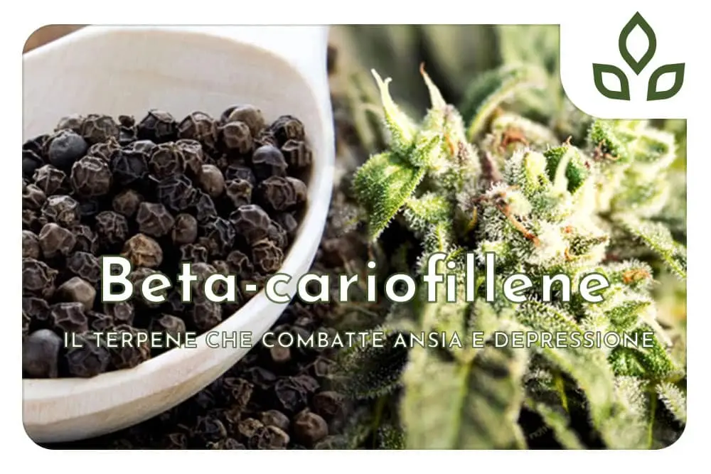 beta-cariofillene