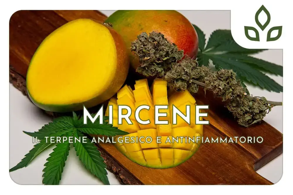 mircene