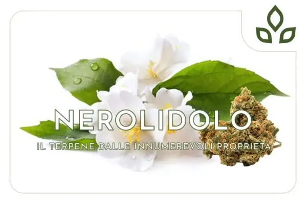 nerolidolo