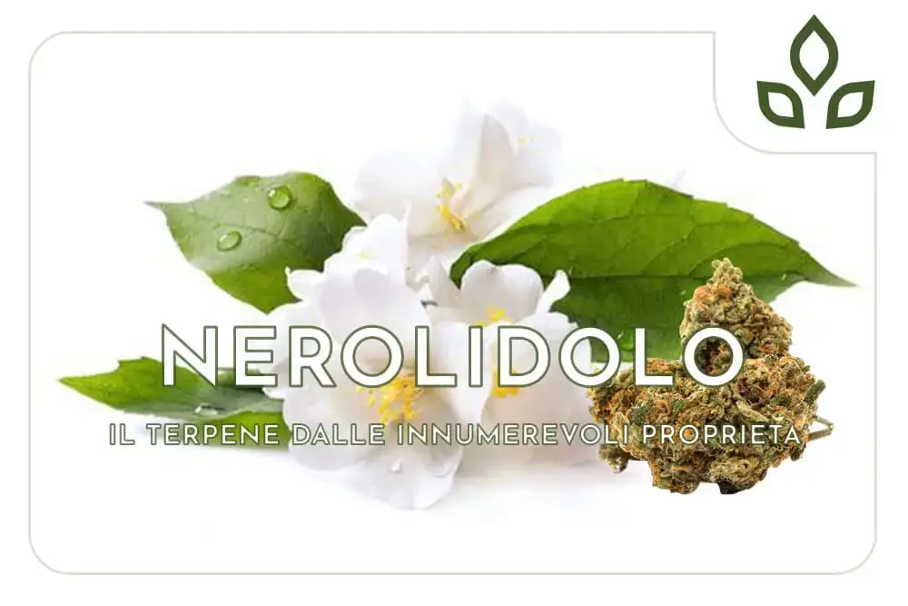 nerolidolo