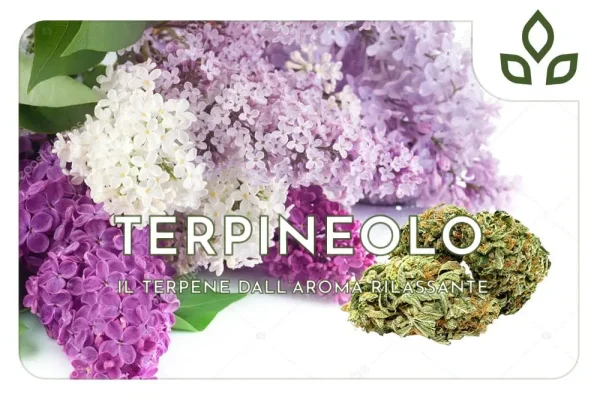 terpineolo