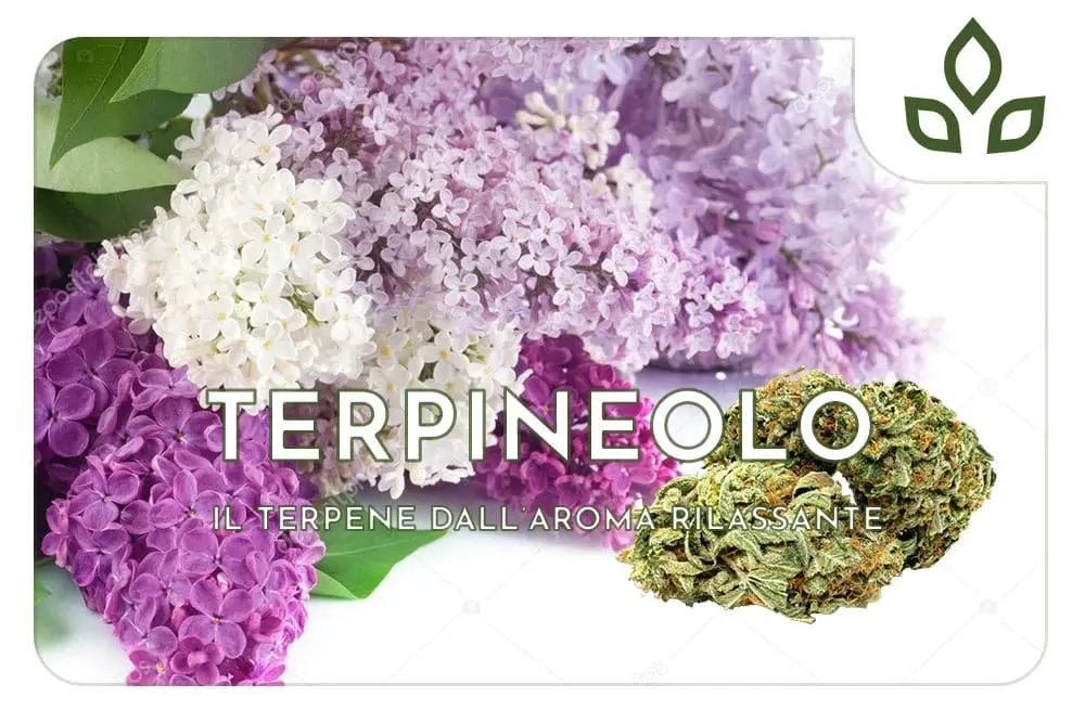 terpineolo