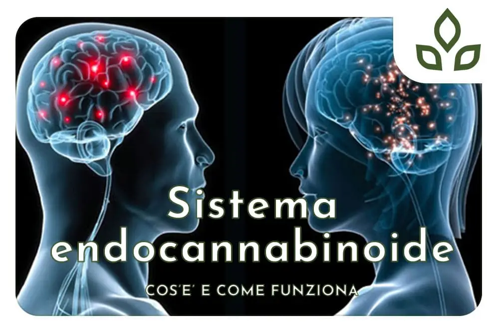 sistema endocannabinoide